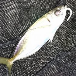 なかなかのサイズのアジでした！